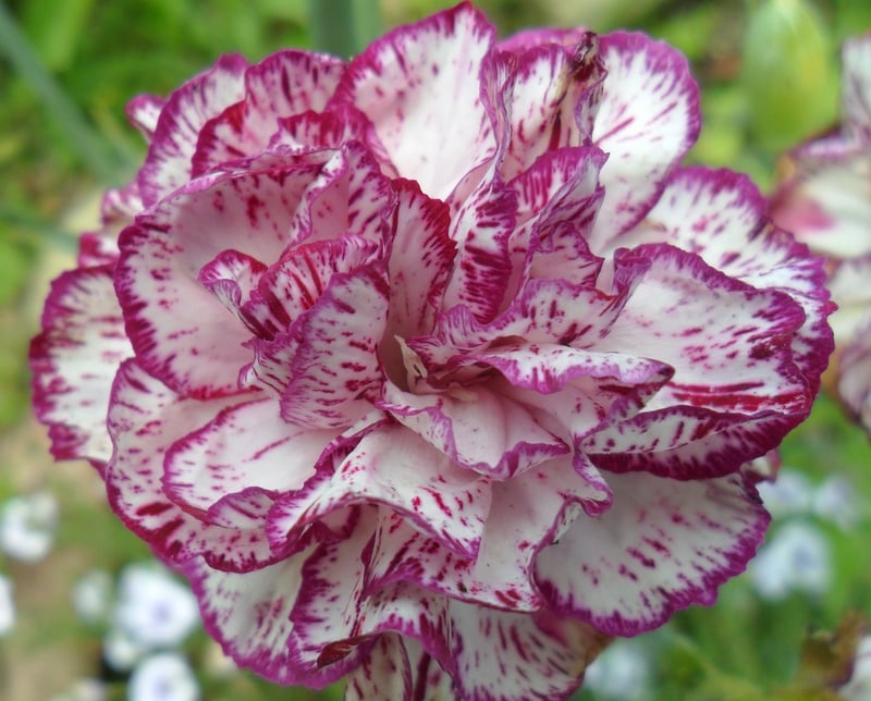 Expressive Salsa Dancing